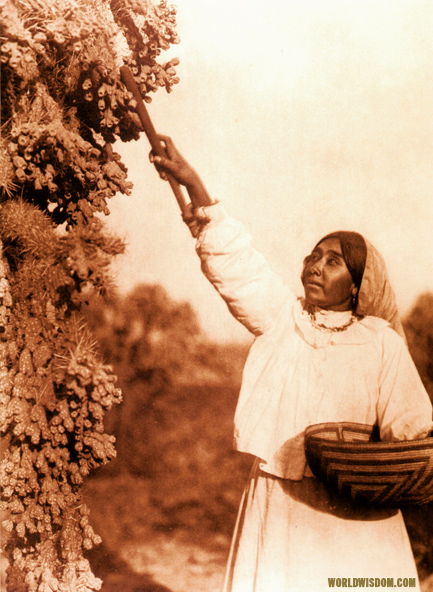 "Gathering hanamh" - Papago, by Edward S. Curtis from The North American Indian Volume 2