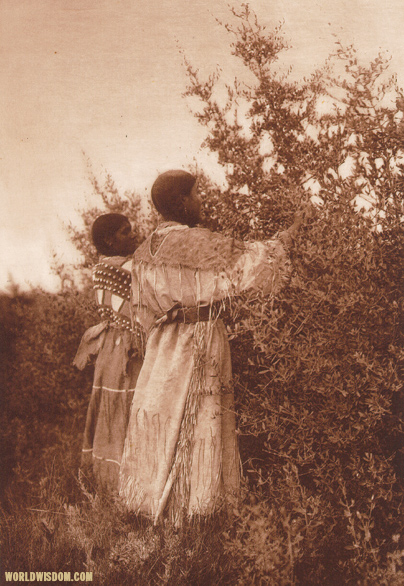 "Buffalo-berry gatherers" - Mandan, by Edward S. Curtis from The North American Indian Volume 5