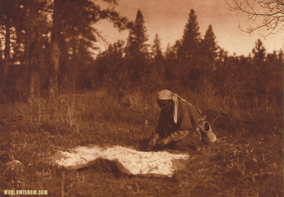 "Drying piage - Yakima", by Edward S. Curtis from The North American Indian Volume 7