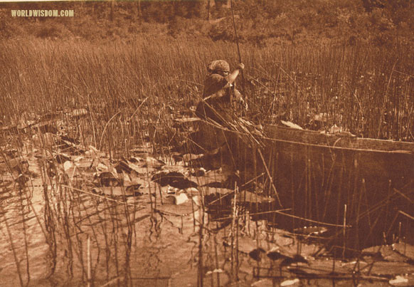 "Gathering tules" - Cowichan, by Edward S. Curtis from The North American Indian Volume 9

