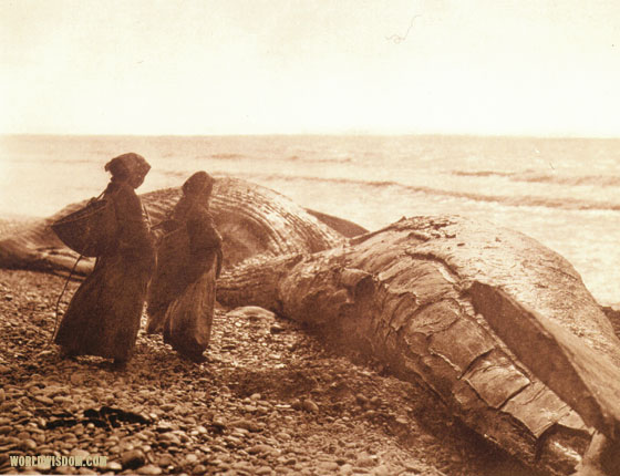 "Captured whale - Nootka", by Edward S. Curtis from The North American Indian Volume 11

