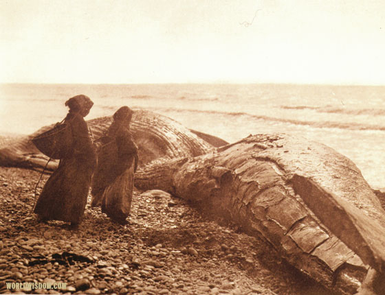 "Captured whale - Nootka", by Edward S. Curtis from The North American Indian Volume 11
