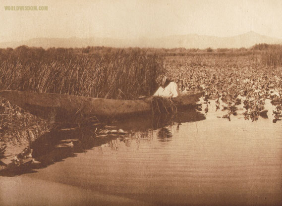 "Gathering basket material - Klamath", by Edward S. Curtis from The North American Indian Volume 13


