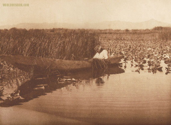 "Gathering basket material - Klamath", by Edward S. Curtis from The North American Indian Volume 13

