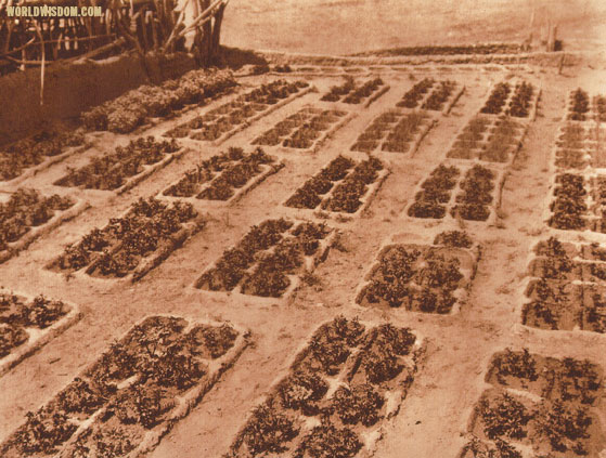 "Zuni gardens", by Edward S. Curtis from The North American Indian Volume 17
